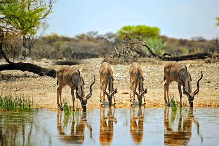 Kudu in Onguma Game Reserve